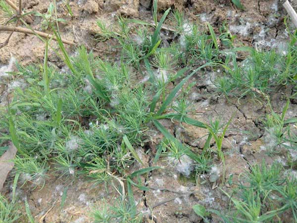 黑松種子發芽出苗圖片