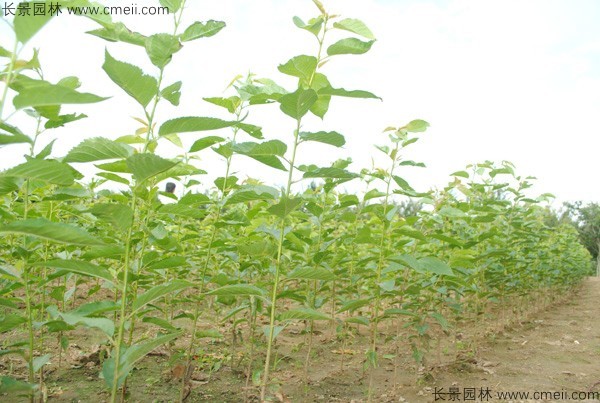 櫻花種子出苗發芽圖片