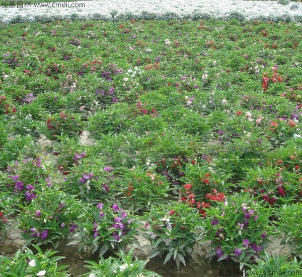 鳳仙花種子發(fā)芽出苗開花圖片