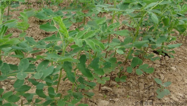 黃芪種子發芽出苗圖片