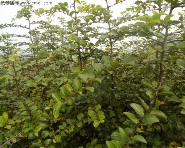 馬甲子種子發芽出苗圖片