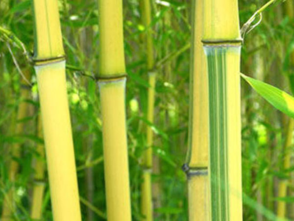 園林綠化竹子竹苗