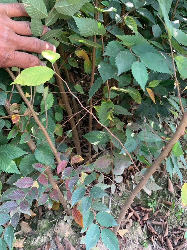 櫸樹是景區(qū)綠化中最常用園林植物，觀賞價值極高，經(jīng)常作為行道樹或者觀賞樹，也可以群植栽種成風(fēng)景。紅櫸樹抗污染能力十分強悍，不僅樹姿優(yōu)美，高大雄偉，還可以吸收有害氣體，抗風(fēng)能力強，不易伏倒。那么，紅櫸樹未來十年前景如何?紅櫸樹種植多久成才?下面我們一起來看看吧!  一、紅櫸樹未來十年前景如何? 1、觀賞 紅櫸樹生長快，樹干通直，樹姿優(yōu)美，枝葉繁茂，春季開花，秋季葉子會變成紅色，觀賞性極高。 2、綠化 紅櫸樹環(huán)境適應(yīng)能力強，栽植應(yīng)用廣泛，不僅可以綠化種植，還有不錯的抗污染、抗風(fēng)能力，可吸收有害氣體，改善空氣質(zhì)量，植株根深性，可以防風(fēng)固土，經(jīng)常用作護林帶樹種和水土保持樹種。 3、經(jīng)濟 紅櫸樹木材堅硬、有彈性、并且不會縮水，木材紋理清晰有光澤，可以用來制作很多家具和其他器具，經(jīng)濟價值很高。 4、前景 櫸樹的適應(yīng)能力強，栽植地區(qū)廣泛，發(fā)揮的綠化和生態(tài)價值比較明顯，經(jīng)常用作生態(tài)綠化樹種栽植在各大場所，產(chǎn)量和需求量都非常大，種植前景不錯。 二、紅櫸樹種植多久成才? 紅櫸樹分布地區(qū)廣，目前主要分布在廣東、廣西、貴州、云南、安徽、湖北、湖南等地，南方地區(qū)栽植廣泛。紅櫸樹幼苗生長稍慢，種植6—7年后開始轉(zhuǎn)快，樹體七八十年不衰退，百年大樹仍能正常結(jié)實。  三、2020紅櫸市場價格行情 南京市浦口區(qū)來云園藝場米徑15公分紅櫸1600元一棵; 江蘇 鎮(zhèn)江句容地之緣苗木基地米徑7公分紅櫸80元一棵; 宿遷宏洲園林綠化工程有限公司地徑2公分紅櫸10元一棵; 江蘇南京南京寶泉苗木苗圃場米徑4公分紅櫸28元一棵; 江蘇宿遷三葉園林植物有限公司米徑12公分紅櫸600元一棵。 以上就是關(guān)于紅櫸樹未來十年前景如何和紅櫸樹種植多久成才的相關(guān)介紹，不同地區(qū)不同規(guī)格的紅櫸樹價格不一樣，具體要以當?shù)匦星闉闇省Ｒ陨鲜侵袊揪W(wǎng)提供的紅櫸樹基地最新報價信息，關(guān)注花木網(wǎng)可獲得各產(chǎn)地商城實時報價，及時掌握苗木行情，做活苗木生意。