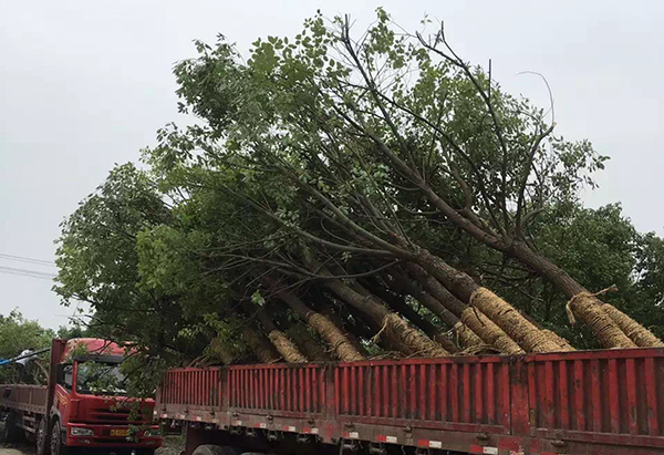 苗木運輸 苗木運輸