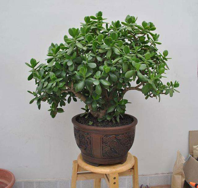 1606725446565668.jpg 5種便宜花卉,越養越值錢