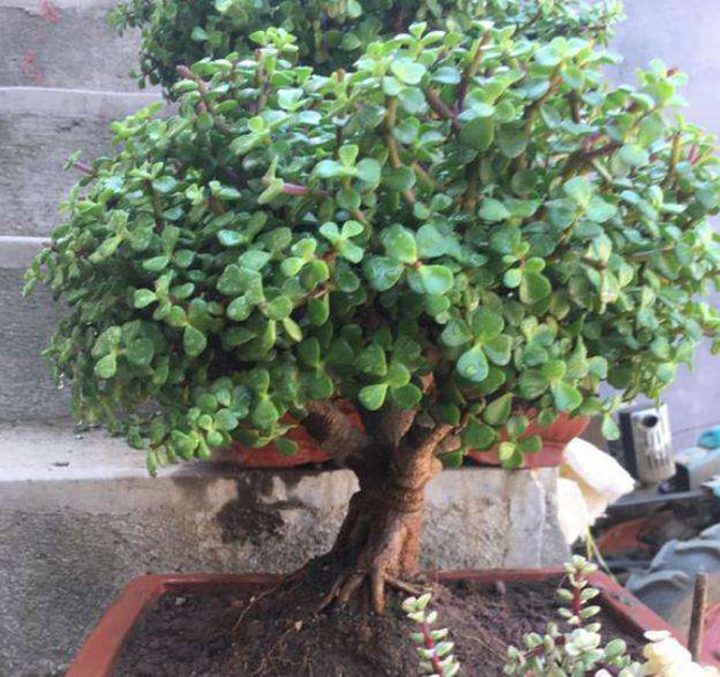 1606725445720915.jpg 5種便宜花卉,越養越值錢