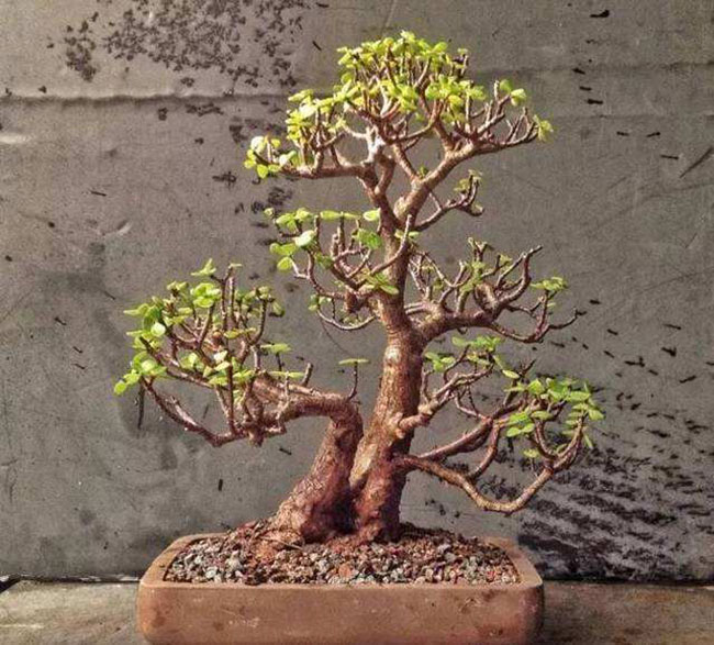 1606725446659439.jpg 5種便宜花卉,越養越值錢