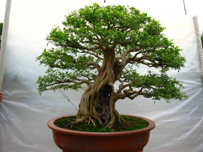 1606725445896180.jpg 5種便宜花卉,越養越值錢