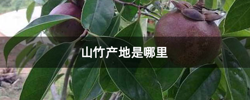 山竹產地是哪里 山竹產地是哪里