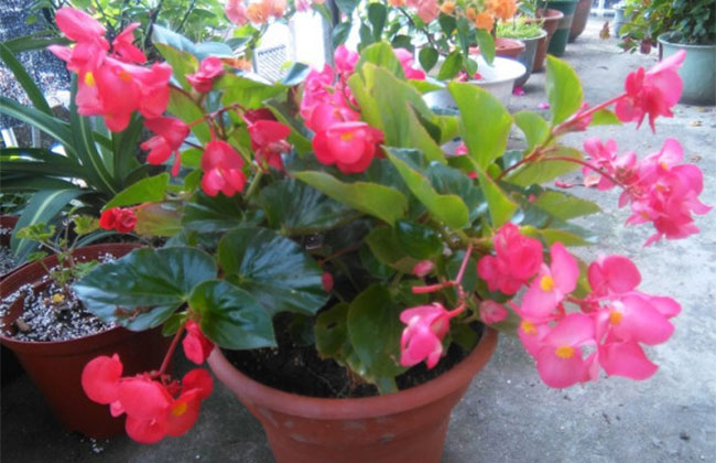 四季海棠 四季海棠