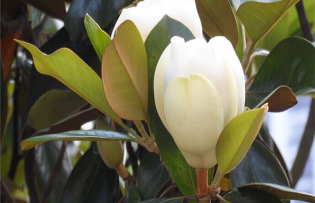 1588923786522801.jpg 什么樹四季常綠還開花?四季開花的觀賞樹有哪些?