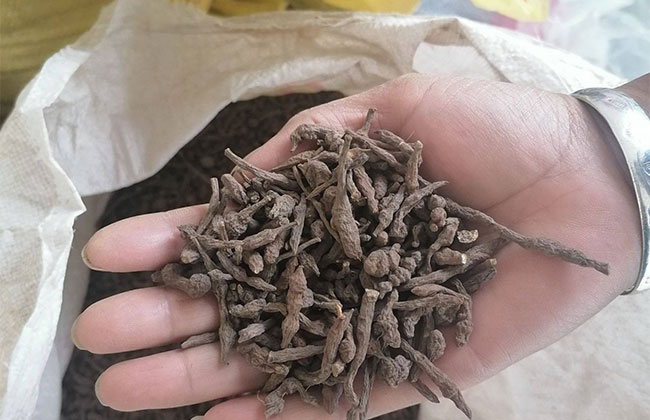 野生蕨麻有什么功效?蕨麻的功效與作用 野生蕨麻有什么功效?蕨麻的功效與作用