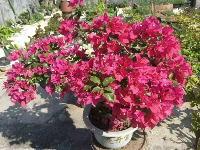 盆栽三角梅.jpg 盆栽三角梅.jpg