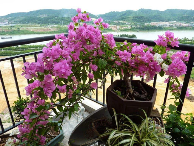 三角梅.jpg 三角梅.jpg