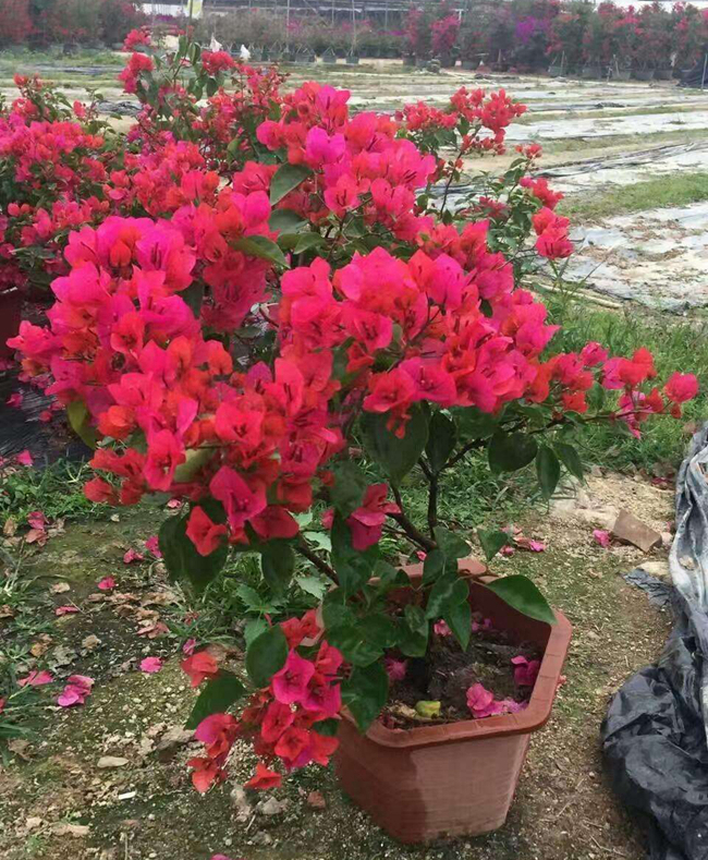 三角梅.jpg 三角梅.jpg