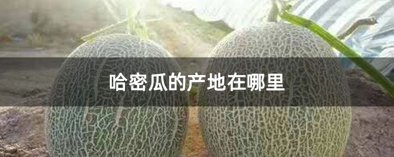 哈密瓜的產地在哪里 哈密瓜的產地在哪里