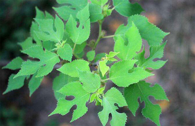 構(gòu)樹 構(gòu)樹