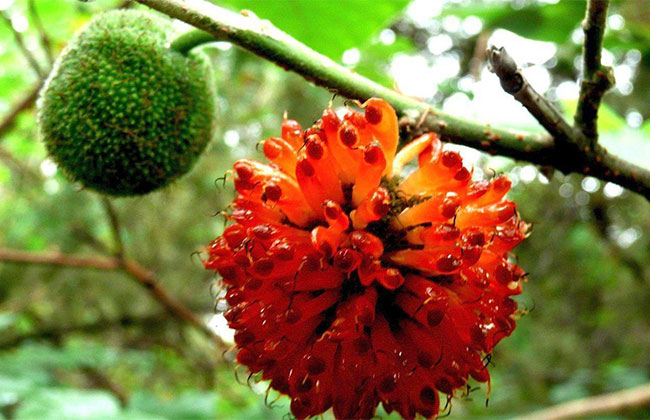 構(gòu)樹 構(gòu)樹