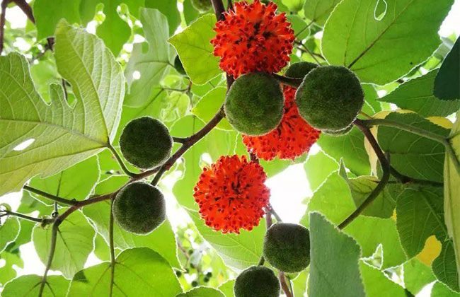 構(gòu)樹 構(gòu)樹