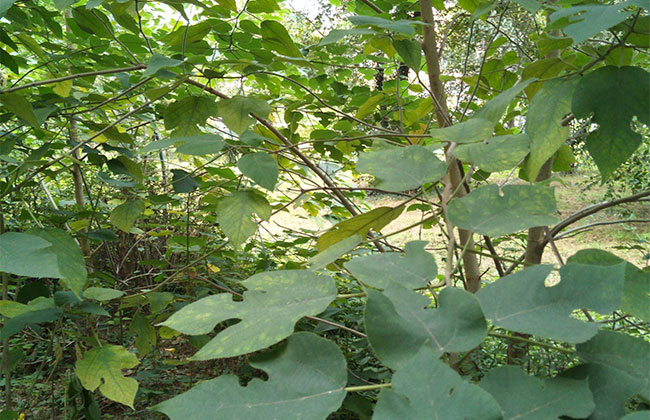 構(gòu)樹 構(gòu)樹