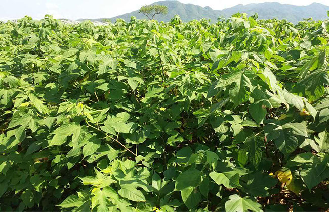 構(gòu)樹 構(gòu)樹