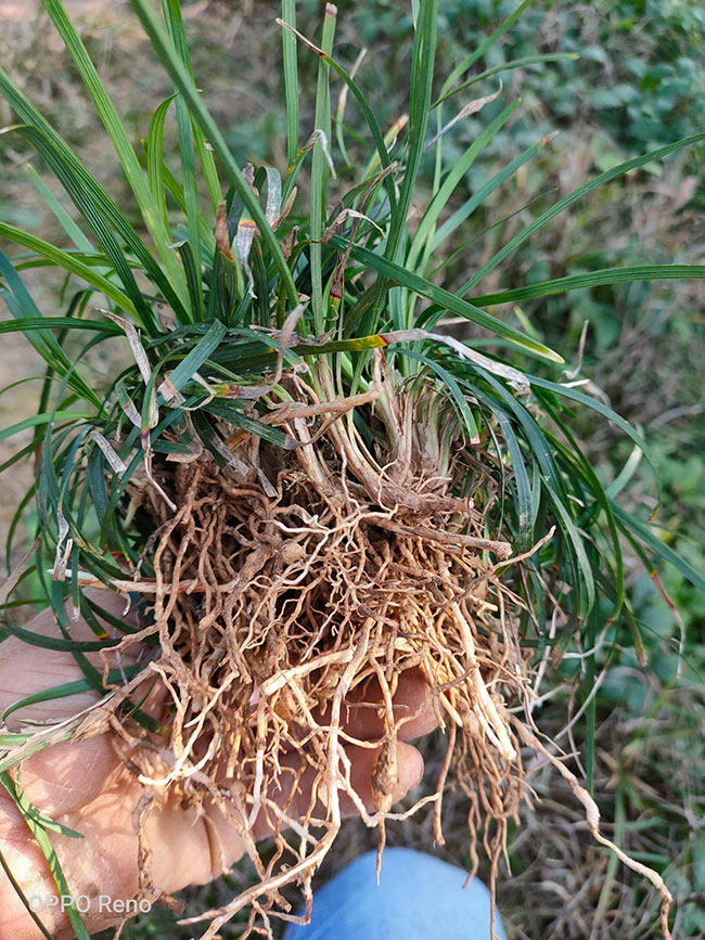 耐陰草坪品種有哪些?喜陰的草坪植物介紹 耐陰草坪品種有哪些?喜陰的草坪植物介紹