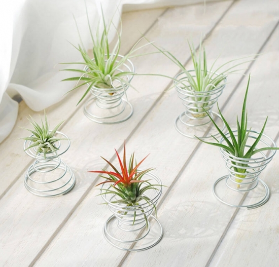 超好養活的空氣鳳梨